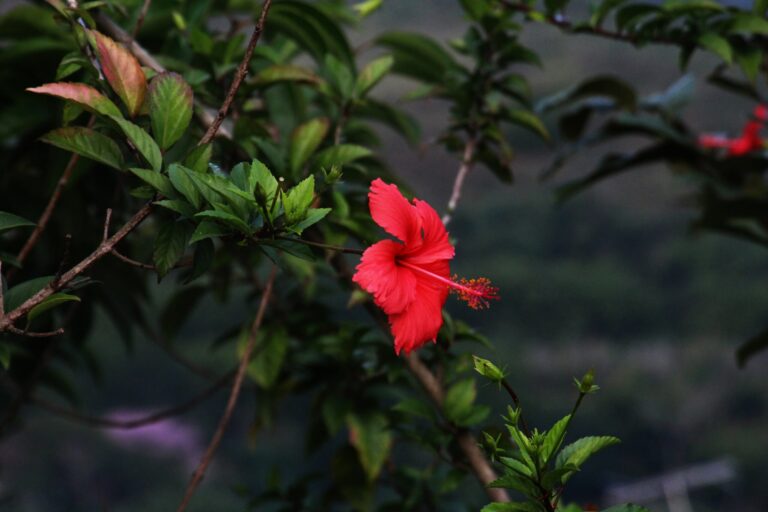 Aedas divulga informes sobre auditoria dos estudos socioambientais feitos pela AECOM no mês de junho