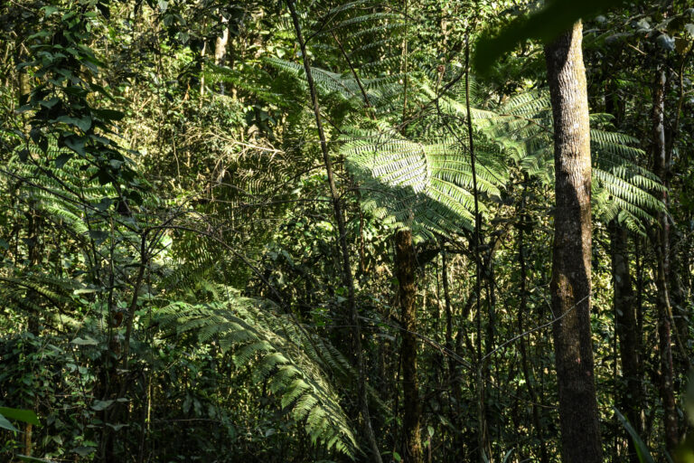 Aedas divulga informes sobre auditoria dos estudos socioambientais feitos pela AECOM no mês de julho
