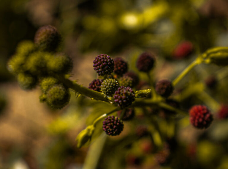 Aedas divulga informes sobre auditoria dos estudos socioambientais feitos pela AECOM no mês de março