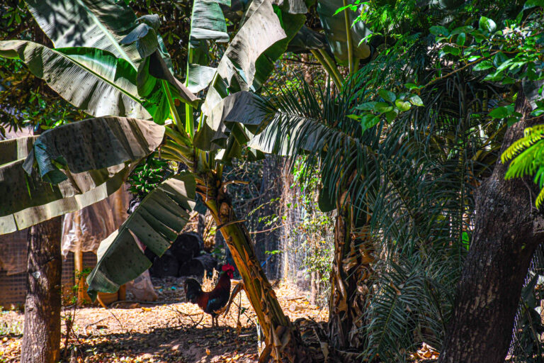 Aedas divulga informes sobre auditoria dos estudos socioambientais feitos pela AECOM no mês de janeiro de 2025