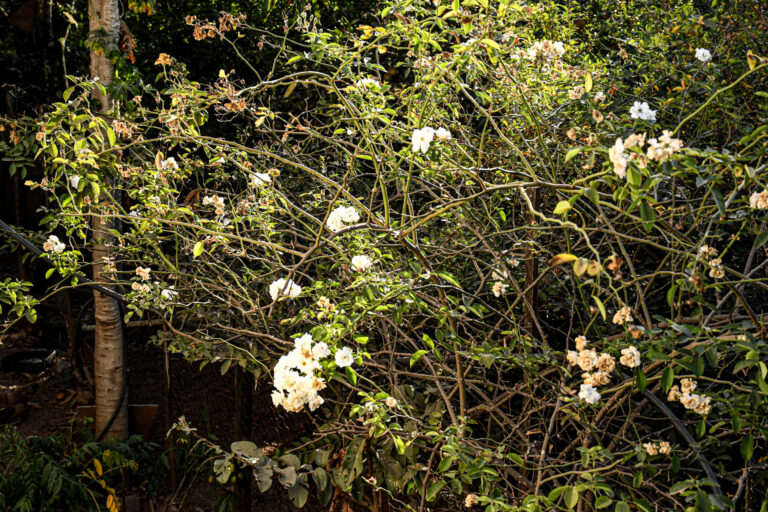 Aedas divulga informes sobre auditoria dos estudos socioambientais feitos pela AECOM no mês de dezembro