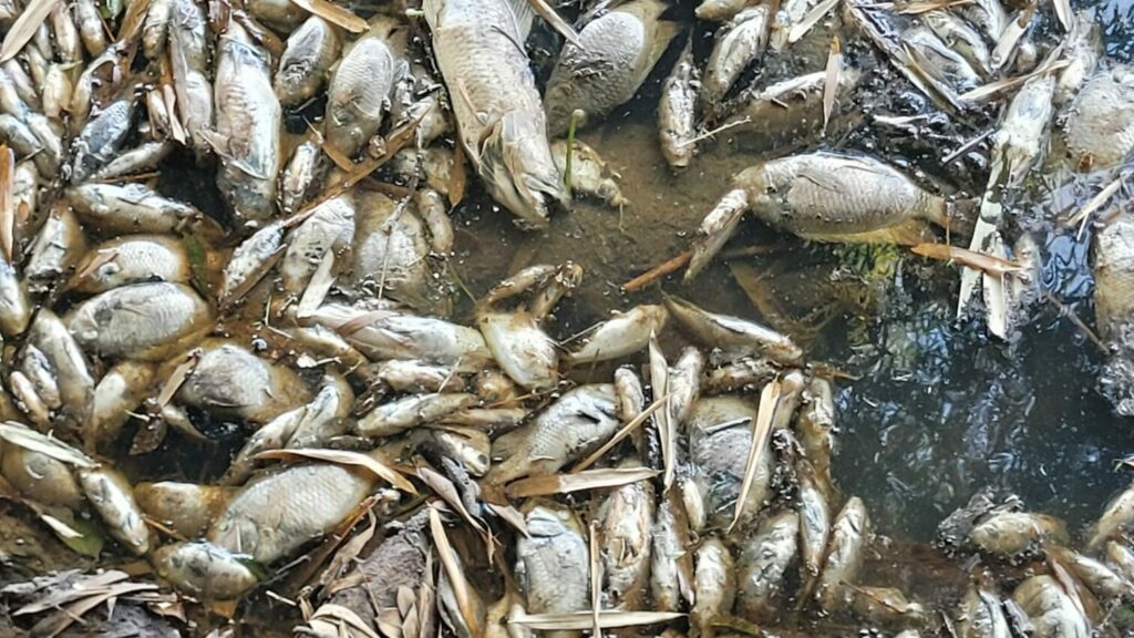 Mortandade de peixes volta a acontecer no Rio Paraopeba e preocupa comunidades atingidas 
